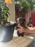 Lucy, a female Miniature Schnauzer for sale in Vacaville, CA – 4 of 5