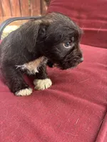 brownie , a male Miniature Schnauzer for sale in Vacaville, CA – 6 of 6