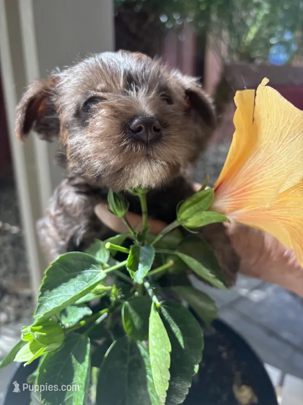 Betsy – Miniature Schnauzer puppy for sale in Vacaville, CA