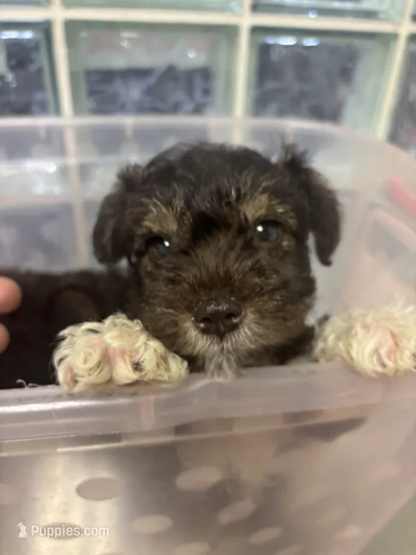 paws  – Miniature Schnauzer puppy for sale in Vacaville, CA