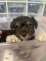 paws , a male Miniature Schnauzer for sale in Vacaville, CA – 1 of 4