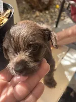 Lucy, a female Miniature Schnauzer for sale in Vacaville, CA – 2 of 5