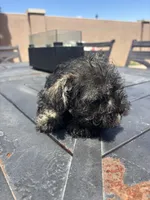 Rambo, a male Miniature Schnauzer for sale in Vacaville, CA – 6 of 6