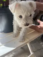 Snow, a male Miniature Schnauzer for sale in Vacaville, CA – 6 of 9