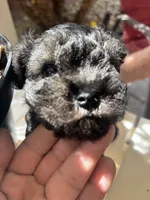 Rambo, a male Miniature Schnauzer for sale in Vacaville, CA – 6 of 7