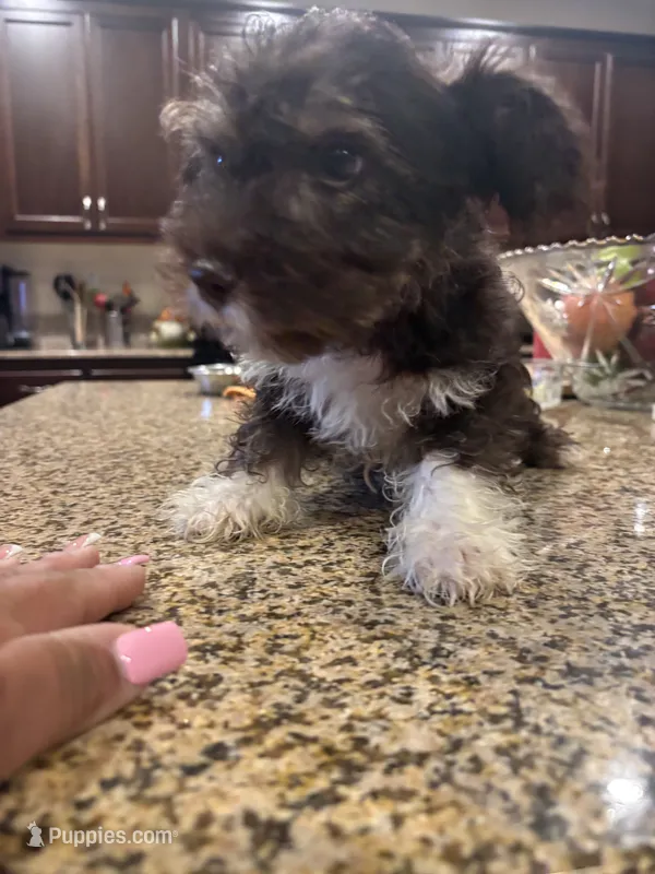 paws  – Miniature Schnauzer puppy for sale in Vacaville, CA