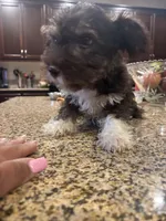 paws , a male Miniature Schnauzer for sale in Vacaville, CA – 1 of 5