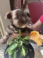 Betsy, a female Miniature Schnauzer for sale in Vacaville, CA – 7 of 7
