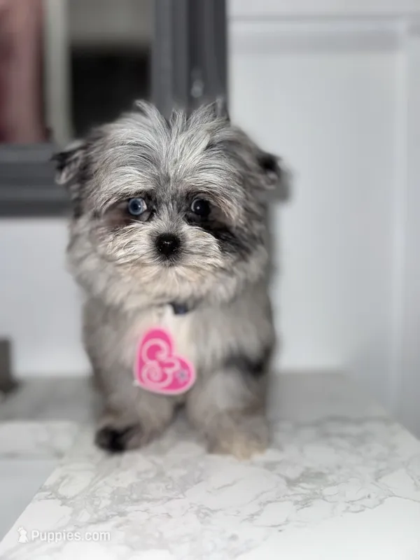 Britney Spears  – Maltese, Pomeranian puppy for sale in Kissimmee, FL