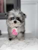 Britney Spears , a female Maltese and Pomeranian for sale in Kissimmee, FL – Photo 1 of 5