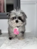 Britney Spears , a female Maltese and Pomeranian for sale in Kissimmee, FL – Photo 2 of 5