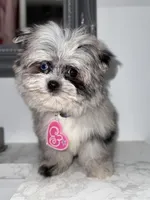 Britney Spears , a female Maltese and Pomeranian for sale in Kissimmee, FL – Photo 4 of 5