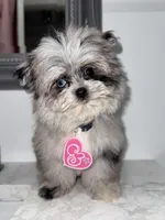 Britney Spears , a female Maltese and Pomeranian for sale in Kissimmee, FL – Photo 3 of 5