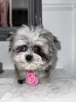 Britney Spears , a female Maltese and Pomeranian for sale in Kissimmee, FL – Photo 5 of 5