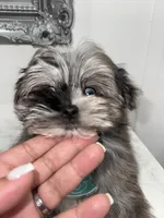 Prince , a male Maltese and Pomeranian for sale in Kissimmee, FL – Photo 3 of 4