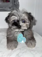 Prince , a male Maltese and Pomeranian for sale in Kissimmee, FL – Photo 1 of 4