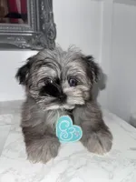 Prince , a male Maltese and Pomeranian for sale in Kissimmee, FL – Photo 4 of 4