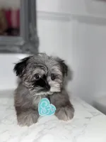 Prince , a male Maltese and Pomeranian for sale in Kissimmee, FL – Photo 2 of 4