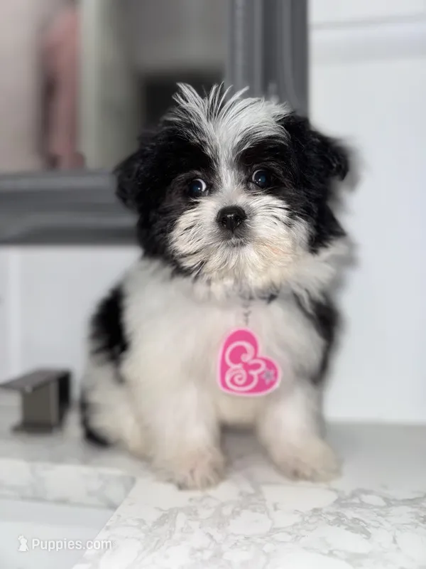 Cookie – Maltese, Pomeranian puppy for sale in Kissimmee, FL