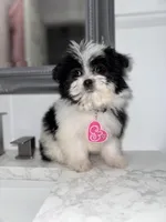 Cookie, a female Maltese and Pomeranian for sale in Kissimmee, FL – Photo 2 of 5