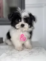 Cookie, a female Maltese and Pomeranian for sale in Kissimmee, FL – Photo 4 of 5