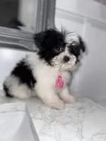 Cookie, a female Maltese and Pomeranian for sale in Kissimmee, FL – Photo 3 of 5