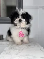 Cookie, a female Maltese and Pomeranian for sale in Kissimmee, FL – Photo 5 of 5