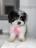 Sugar , a female Maltese and Pomeranian for sale in Kissimmee, FL – Photo 4 of 4