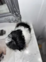 Sugar , a female Maltese and Pomeranian for sale in Kissimmee, FL – Photo 3 of 4