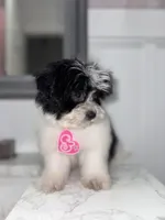 Sugar , a female Maltese and Pomeranian for sale in Kissimmee, FL – Photo 2 of 4