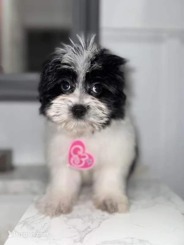 Sugar  – Maltese, Pomeranian puppy for sale in Kissimmee, FL