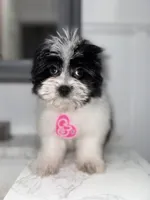 Sugar , a female Maltese and Pomeranian for sale in Kissimmee, FL – Photo 1 of 4