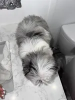 Bubbles, a female Maltese and Pomeranian for sale in Kissimmee, FL – Photo 8 of 8