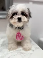 Bubbles, a female Maltese and Pomeranian for sale in Kissimmee, FL – Photo 3 of 8