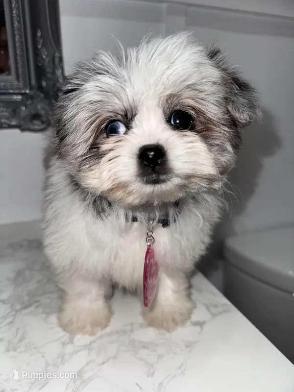Bubbles – Maltese, Pomeranian puppy for sale in Kissimmee, FL