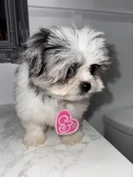 Bubbles, a female Maltese and Pomeranian for sale in Kissimmee, FL – Photo 5 of 8