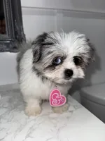 Bubbles, a female Maltese and Pomeranian for sale in Kissimmee, FL – Photo 7 of 8