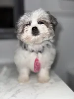 Bubbles, a female Maltese and Pomeranian for sale in Kissimmee, FL – Photo 2 of 8