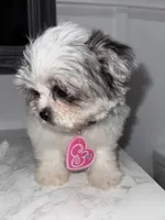 Bubbles, a female Maltese and Pomeranian for sale in Kissimmee, FL – Photo 6 of 8