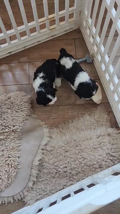 Skipper, a male English Cocker Spaniel for sale in Buckeye, AZ – 5 of 7