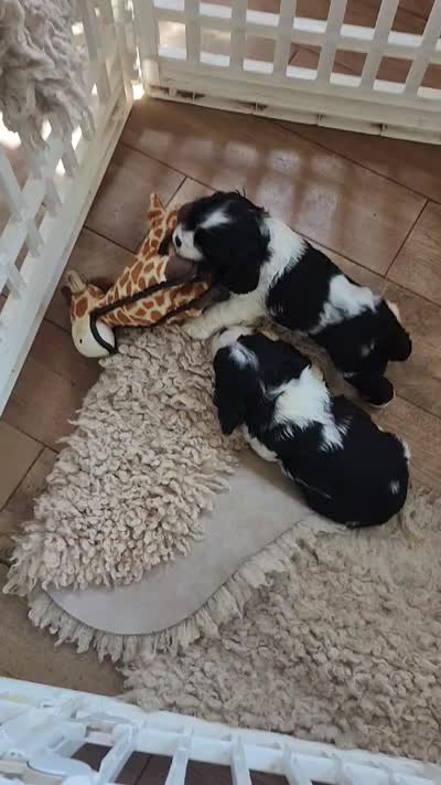 Skipper, a male English Cocker Spaniel for sale in Buckeye, AZ – 7 of 7