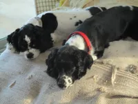 Sparky, a male English Cocker Spaniel for sale in Buckeye, AZ – 6 of 7