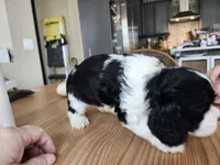 Sparky, a male English Cocker Spaniel for sale in Buckeye, AZ – 3 of 7