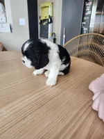 Skipper, a male English Cocker Spaniel for sale in Buckeye, AZ – 3 of 7