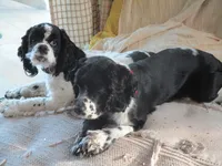 Skipper, a male English Cocker Spaniel for sale in Buckeye, AZ – 4 of 7