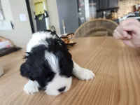 Sparky, a male English Cocker Spaniel for sale in Buckeye, AZ – 2 of 7