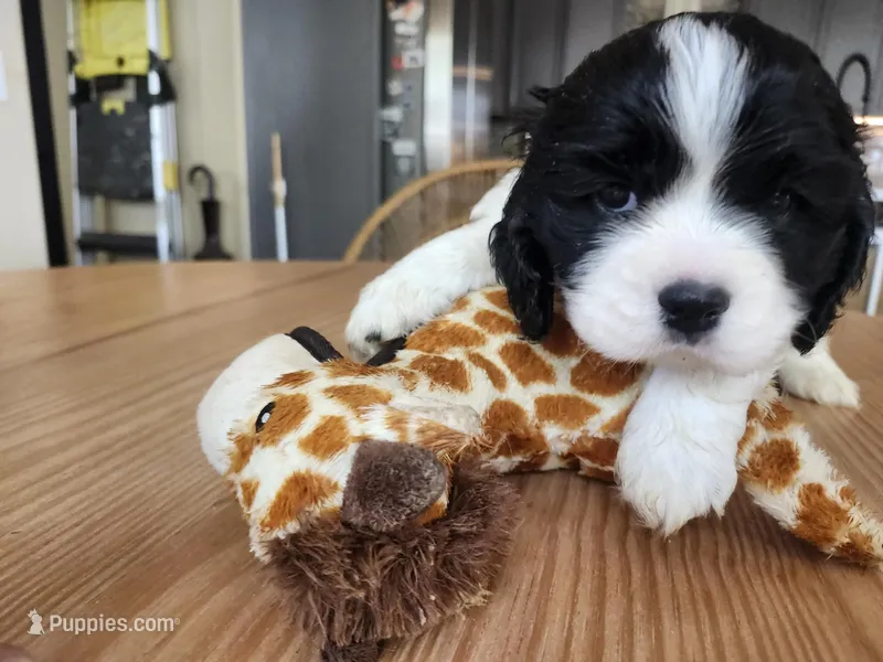 Sparky – English Cocker Spaniel puppy for sale in Buckeye, AZ