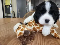 Sparky, a male English Cocker Spaniel for sale in Buckeye, AZ – 1 of 7