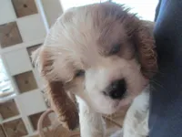 Lucky Star, a male Cocker Spaniel for sale in Buckeye, AZ – Photo 4 of 5