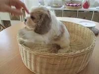 Lucky Star, a male Cocker Spaniel for sale in Buckeye, AZ – Photo 1 of 5